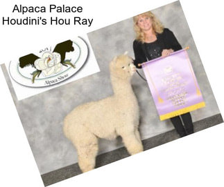 Alpaca Palace Houdini\'s Hou Ray