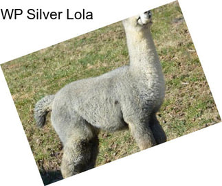 WP Silver Lola