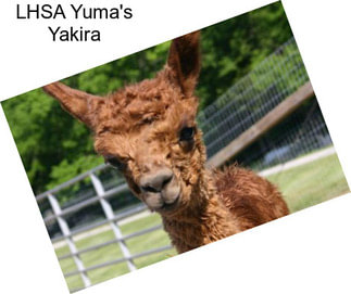 LHSA Yuma\'s Yakira
