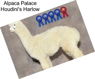 Alpaca Palace Houdini\'s Harlow