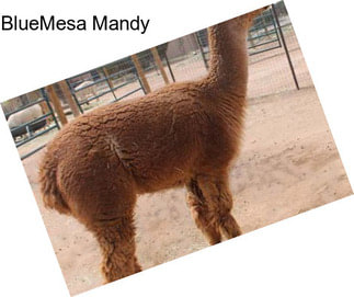 BlueMesa Mandy