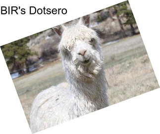 BIR\'s Dotsero