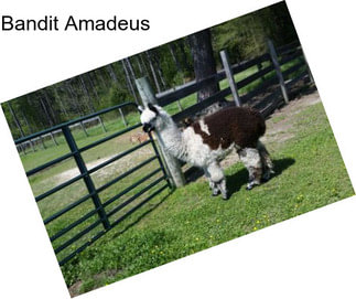 Bandit Amadeus