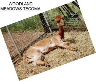 WOODLAND MEADOWS TECOMA