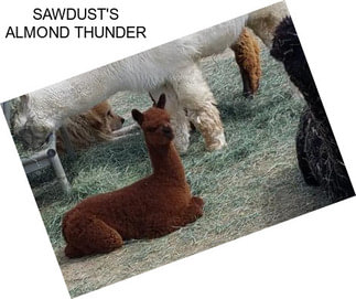 SAWDUST\'S ALMOND THUNDER