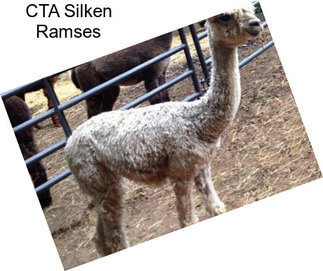 CTA Silken Ramses