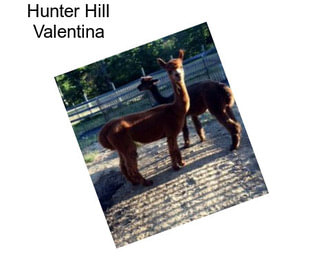 Hunter Hill Valentina