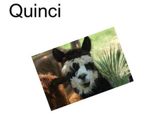 Quinci