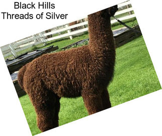 Black Hills Threads of Silver