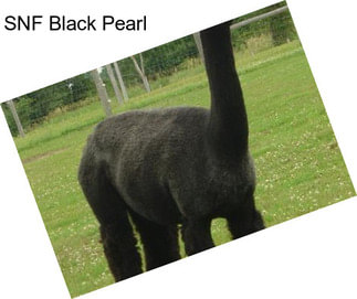 SNF Black Pearl