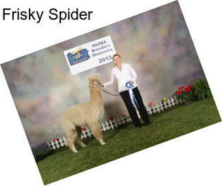 Frisky Spider