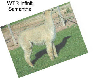 WTR Infinit Samantha