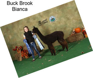 Buck Brook Bianca