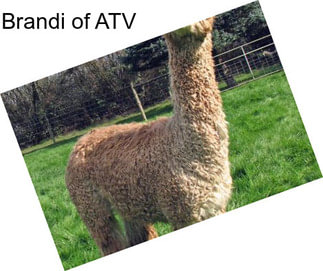 Brandi of ATV