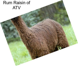 Rum Raisin of ATV