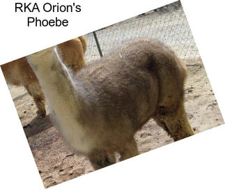 RKA Orion\'s Phoebe