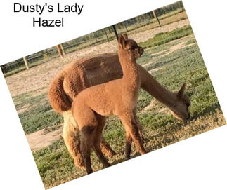 Dusty\'s Lady Hazel