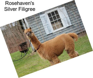 Rosehaven\'s Silver Filigree