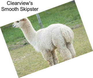 Clearview\'s Smooth Skipster