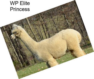 WP Elite Princess