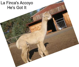 La Finca\'s Accoyo He\'s Got It