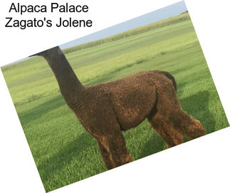 Alpaca Palace Zagato\'s Jolene