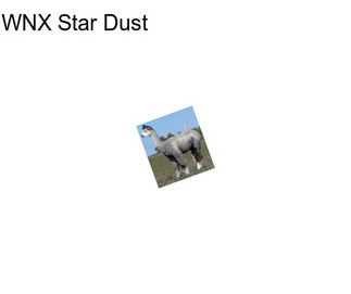 WNX Star Dust