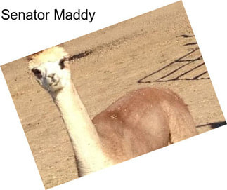 Senator Maddy