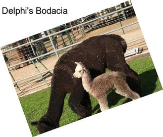 Delphi\'s Bodacia