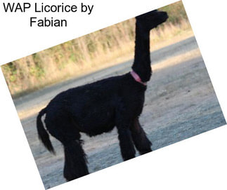 WAP Licorice by Fabian