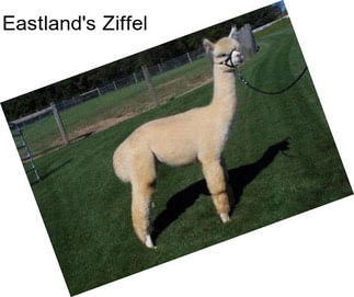 Eastland\'s Ziffel