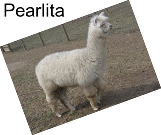 Pearlita