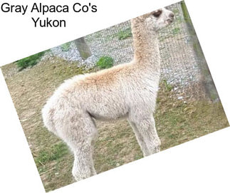 Gray Alpaca Co\'s Yukon
