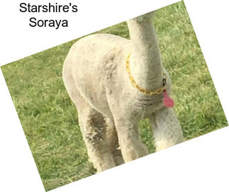 Starshire\'s Soraya