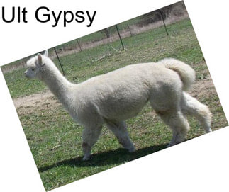Ult Gypsy