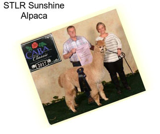 STLR Sunshine Alpaca