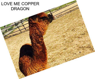 LOVE ME COPPER DRAGON