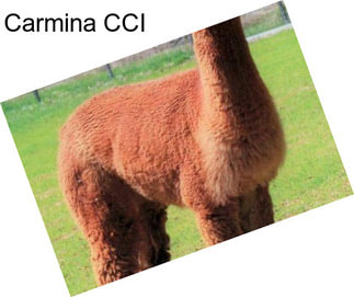 Carmina CCI