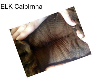 ELK Caipirnha