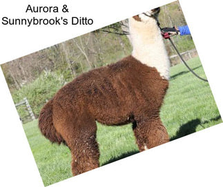 Aurora & Sunnybrook\'s Ditto