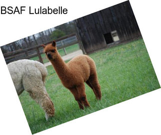 BSAF Lulabelle