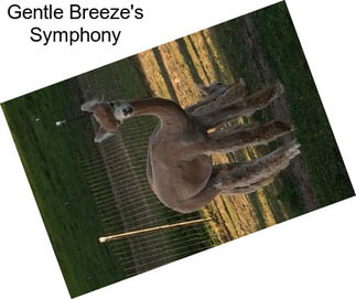 Gentle Breeze\'s Symphony