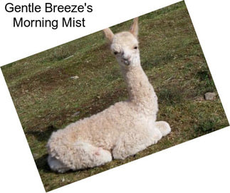 Gentle Breeze\'s Morning Mist