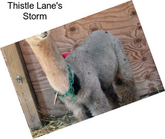 Thistle Lane\'s Storm