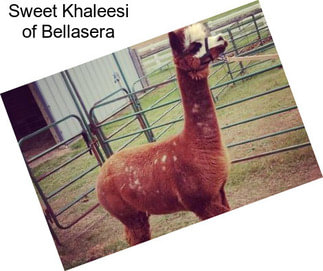 Sweet Khaleesi of Bellasera