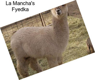 La Mancha\'s Fyedka