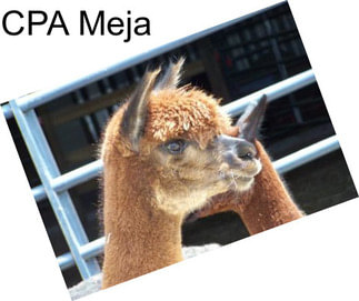 CPA Meja