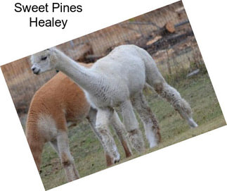 Sweet Pines Healey