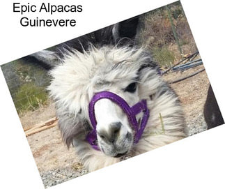 Epic Alpacas Guinevere