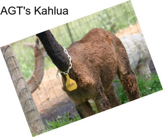 AGT\'s Kahlua